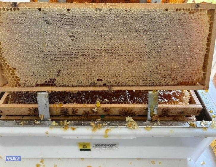 عسل ألماني_ عكبر النحل -_حبوب اللقاح _5