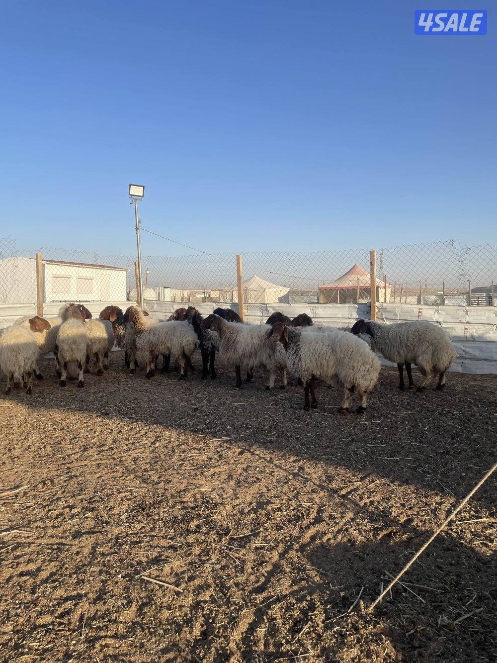 للبيع غنم نعيم العدد١٥ راس طيبه1
