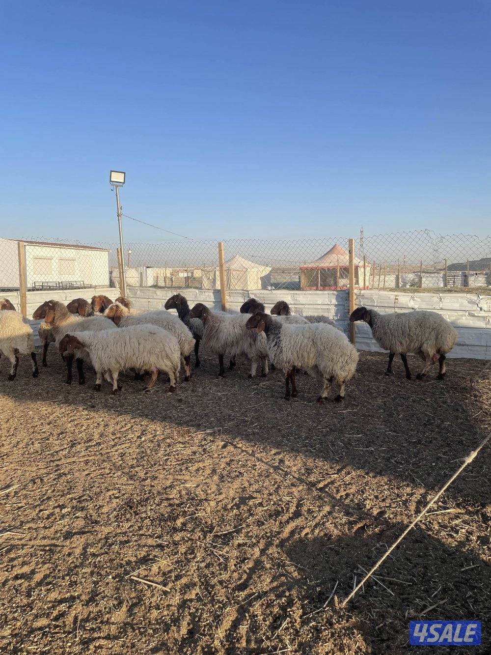للبيع غنم نعيم العدد١٥ راس طيبه2