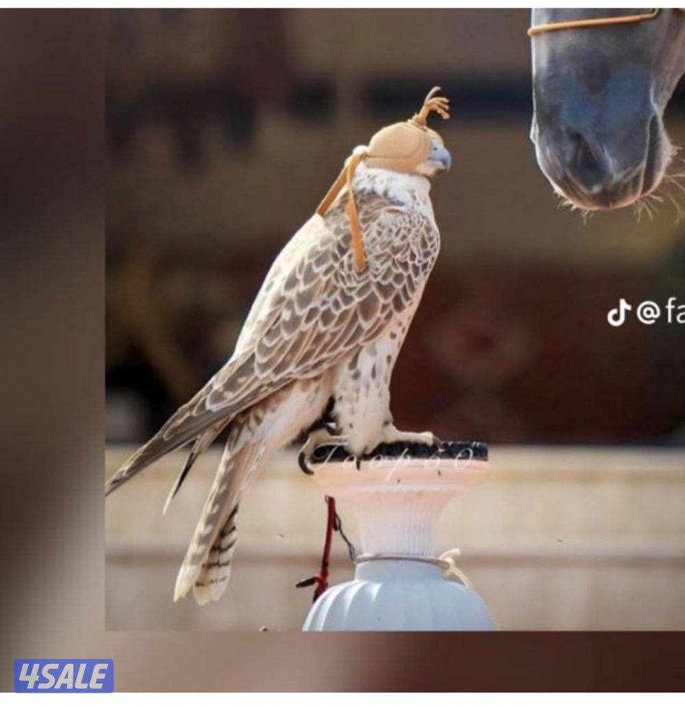 قروب لاهل الصقاره و صقاقير0