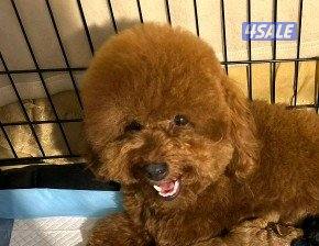 للبيع نثيه توي بودل0