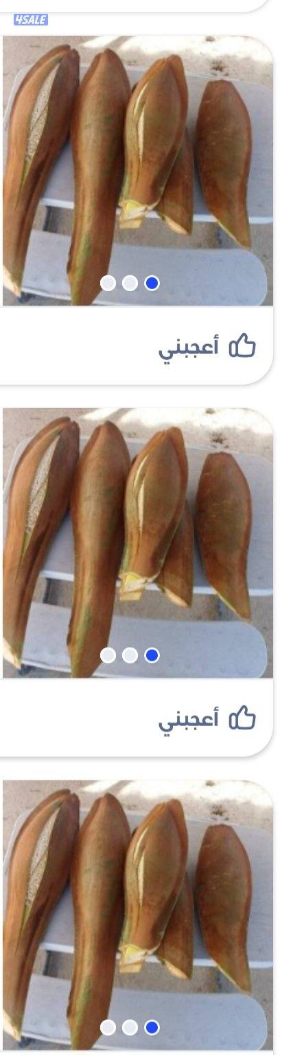 هوازي نخل تلقيح النخل تكريب النخل4