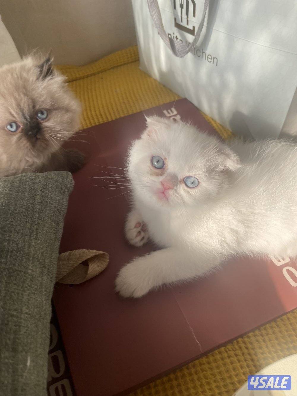 للبيع ذكربيرشن مسجل بيكي فيس مستوي عالي وبنته مكس بينه وبين سكوتش فولد0