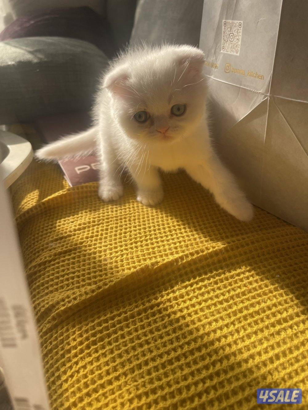 للبيع ذكربيرشن مسجل بيكي فيس مستوي عالي وبنته مكس بينه وبين سكوتش فولد1