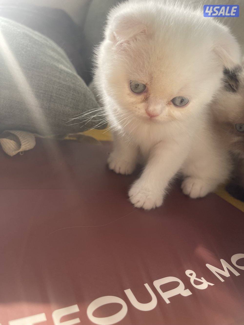 للبيع ذكربيرشن مسجل بيكي فيس مستوي عالي وبنته مكس بينه وبين سكوتش فولد2