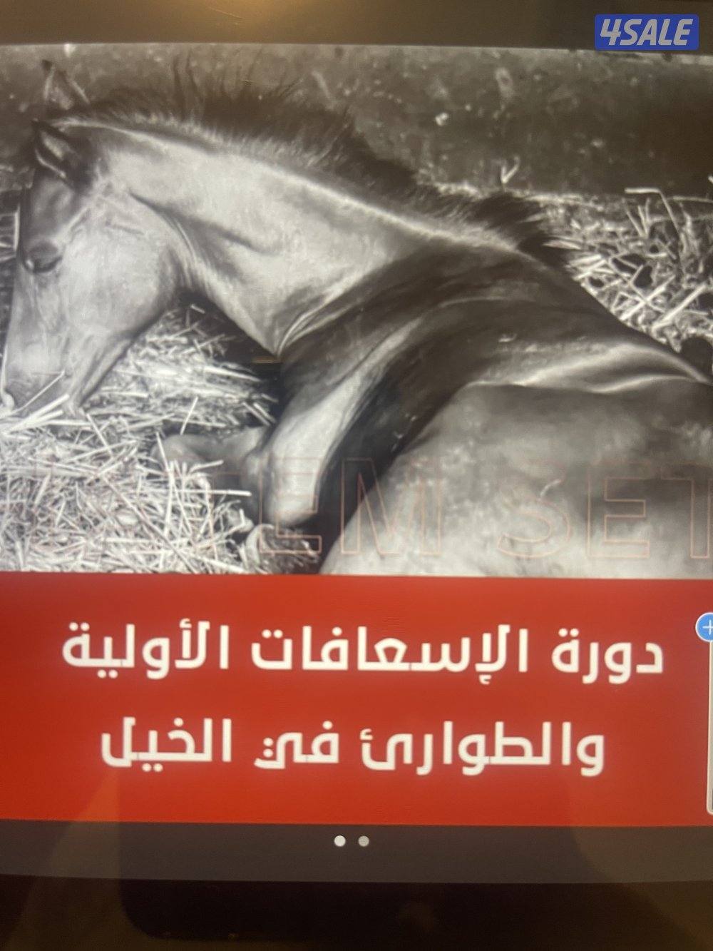 للبيع ذكربيرشن مسجل بيكي فيس مستوي عالي وبنته مكس بينه وبين سكوتش فولد3