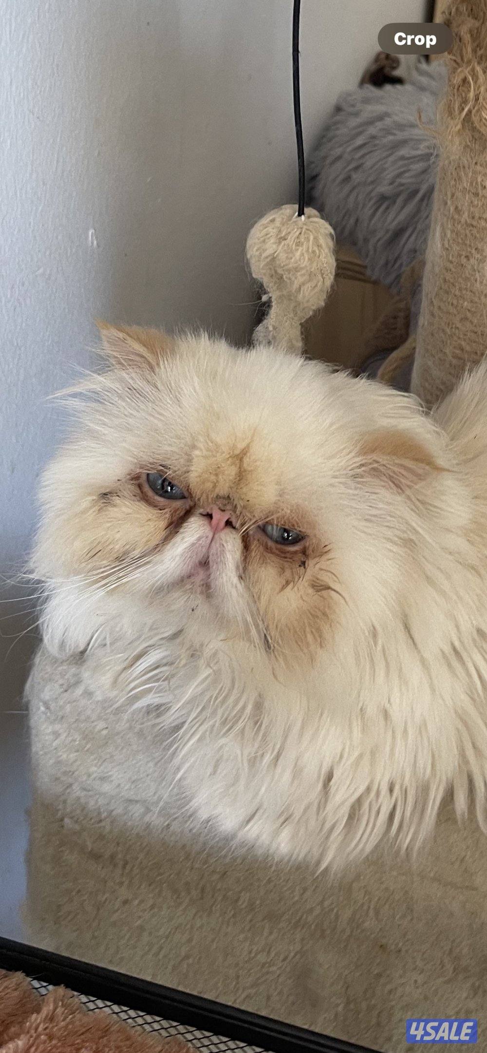 للبيع ذكربيرشن مسجل بيكي فيس مستوي عالي وبنته مكس بينه وبين سكوتش فولد5