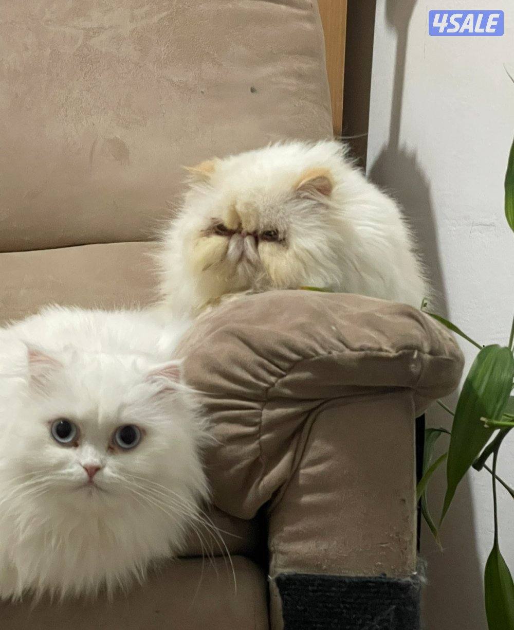 للبيع ذكربيرشن مسجل بيكي فيس مستوي عالي وبنته مكس بينه وبين سكوتش فولد7