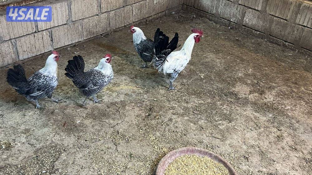 دجاج فيومي + وز + رومي0