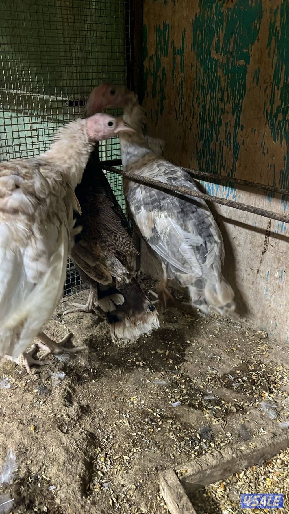 دجاج فيومي + وز + رومي2