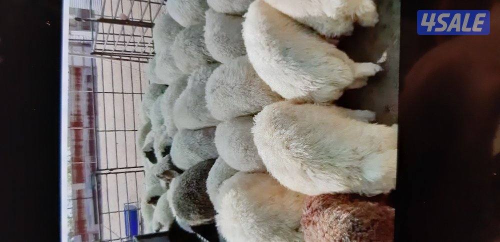 للبيع طليان نعيمي سوري عربي وفي خدمه توصيل وفي طباخ0