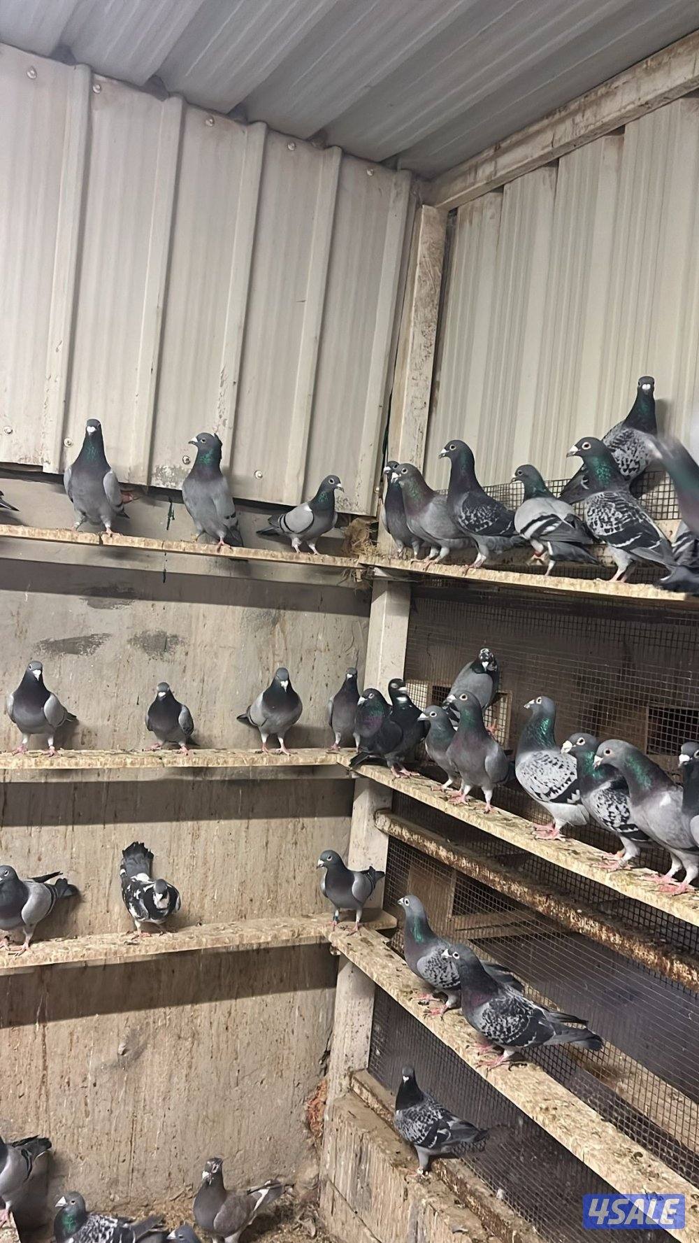 زاجل بلجيكي وايس ومصري0