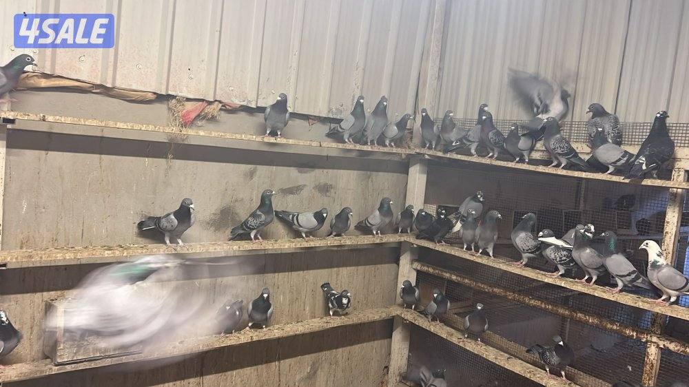 زاجل بلجيكي وايس ومصري1