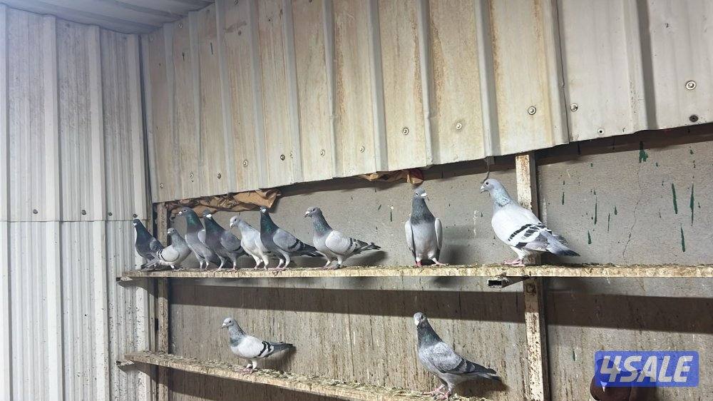 زاجل بلجيكي وايس ومصري3