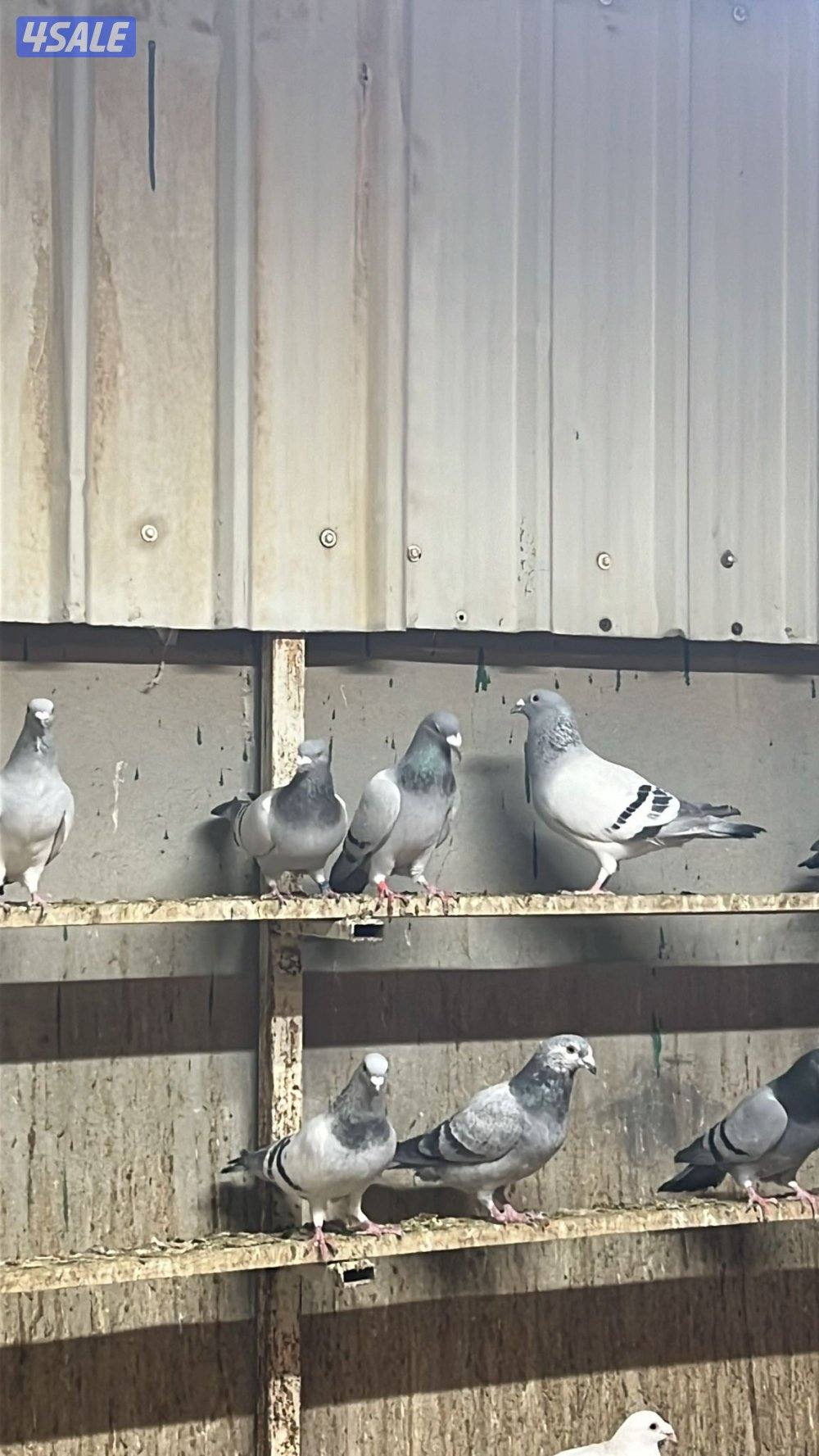 زاجل بلجيكي وايس ومصري4