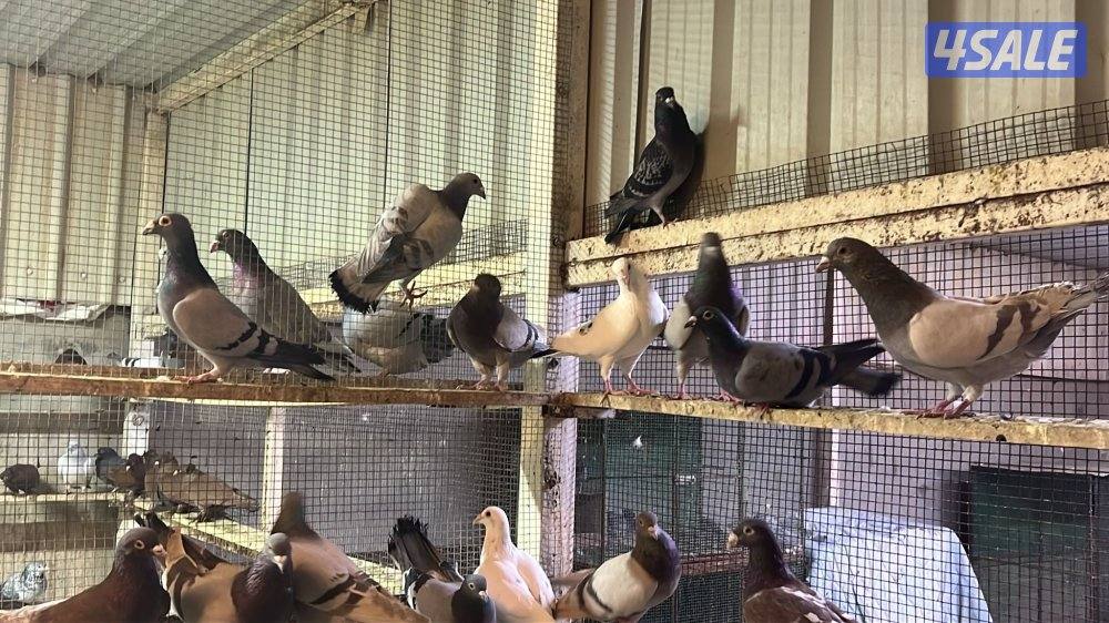 زاجل بلجيكي وايس ومصري6