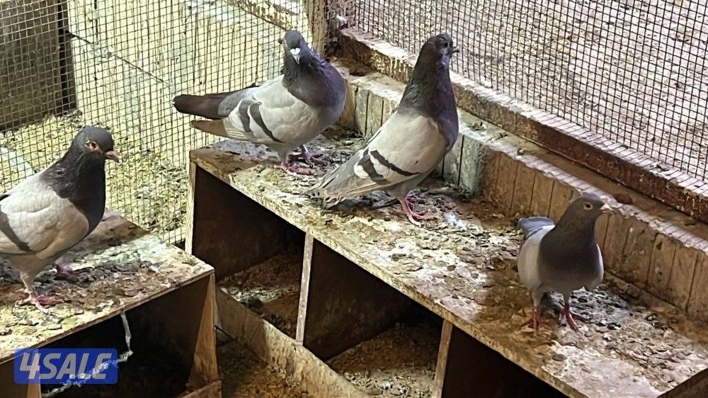 زاجل بلجيكي وايس ومصري7