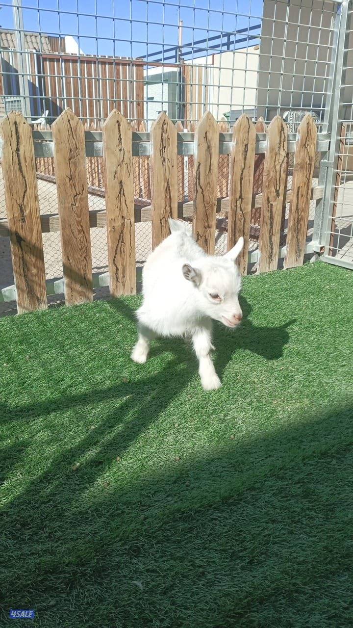 للبيع تيس جيكي0