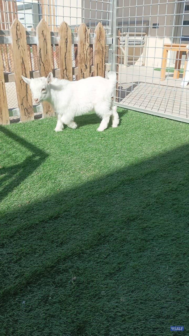 للبيع تيس جيكي1