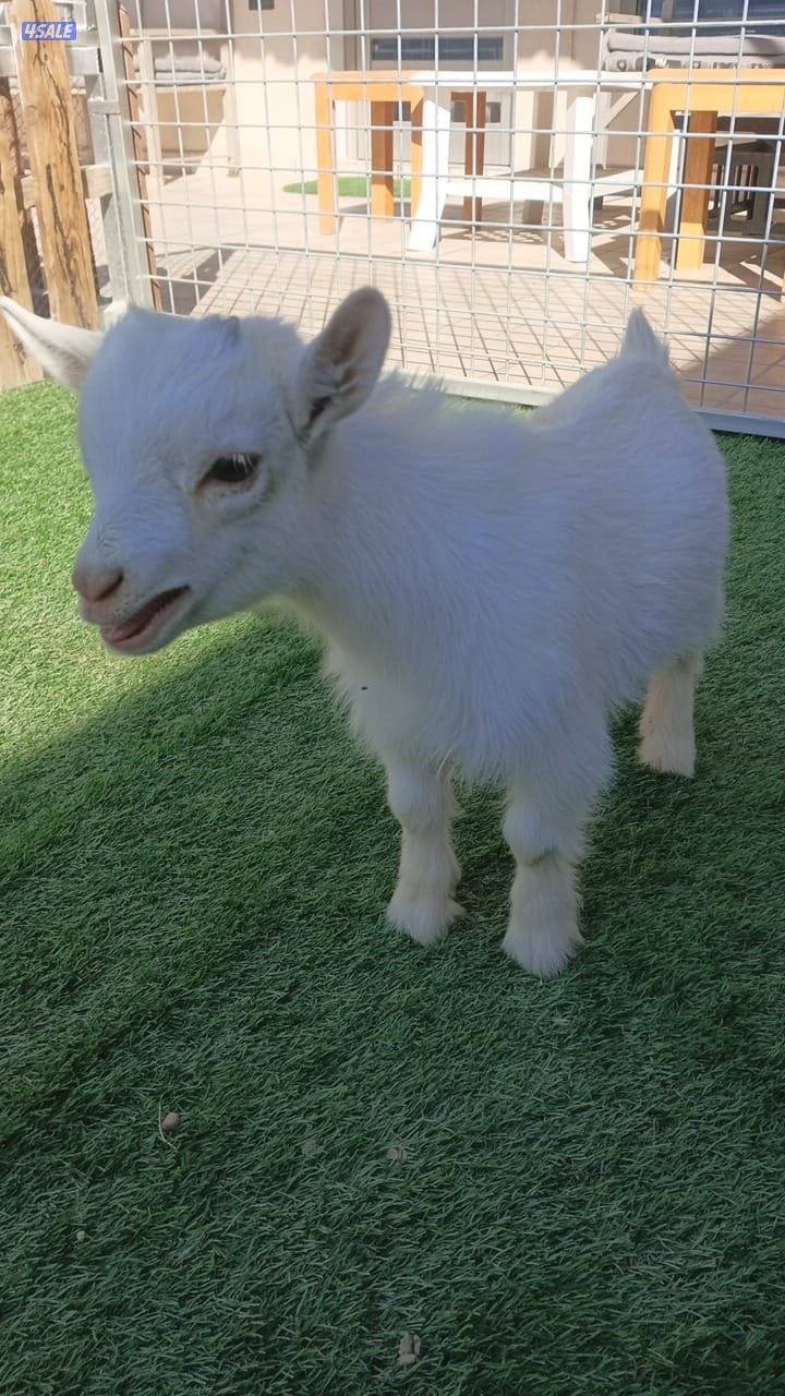 للبيع تيس جيكي3