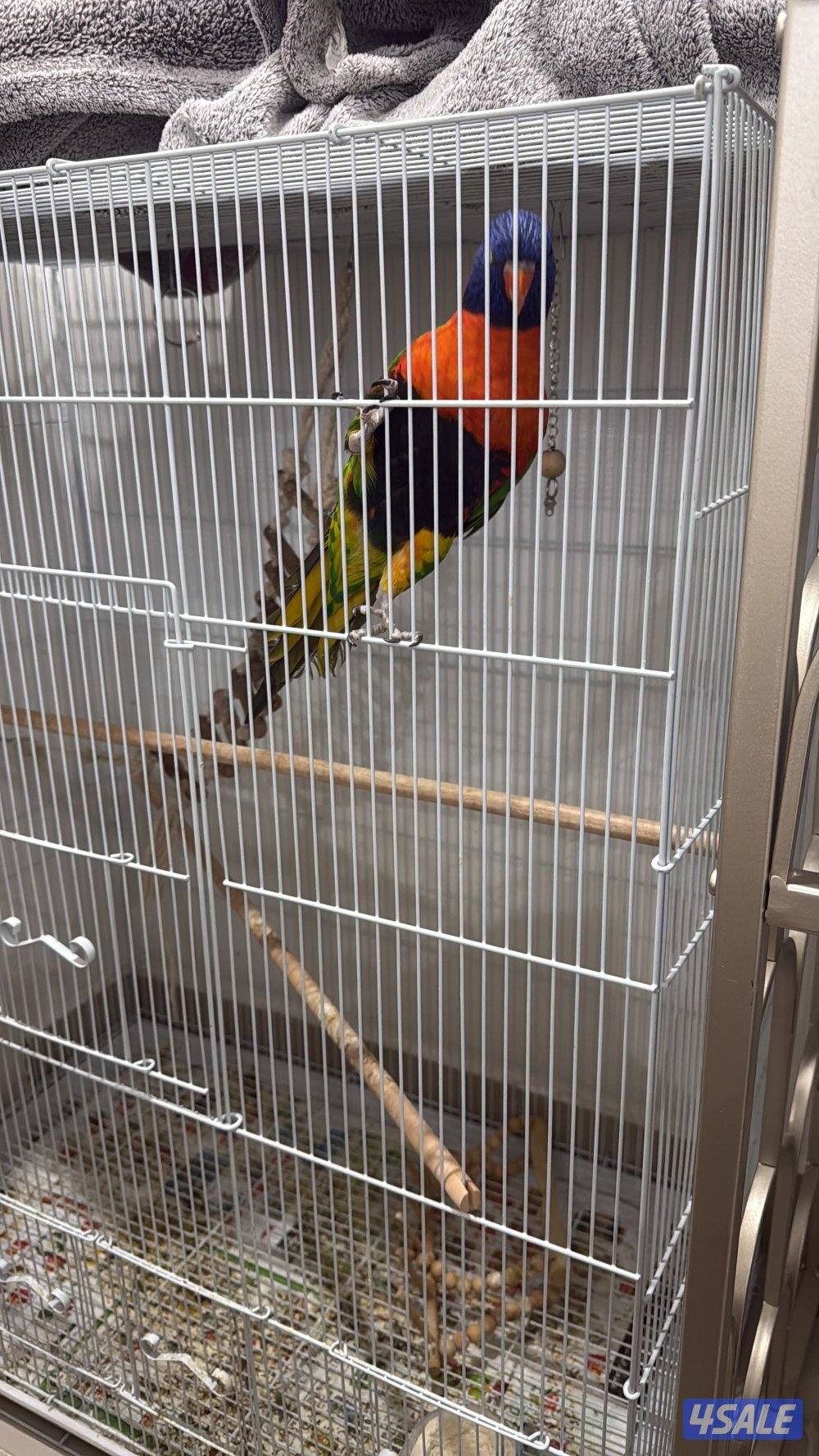 طير رينبو لوري0