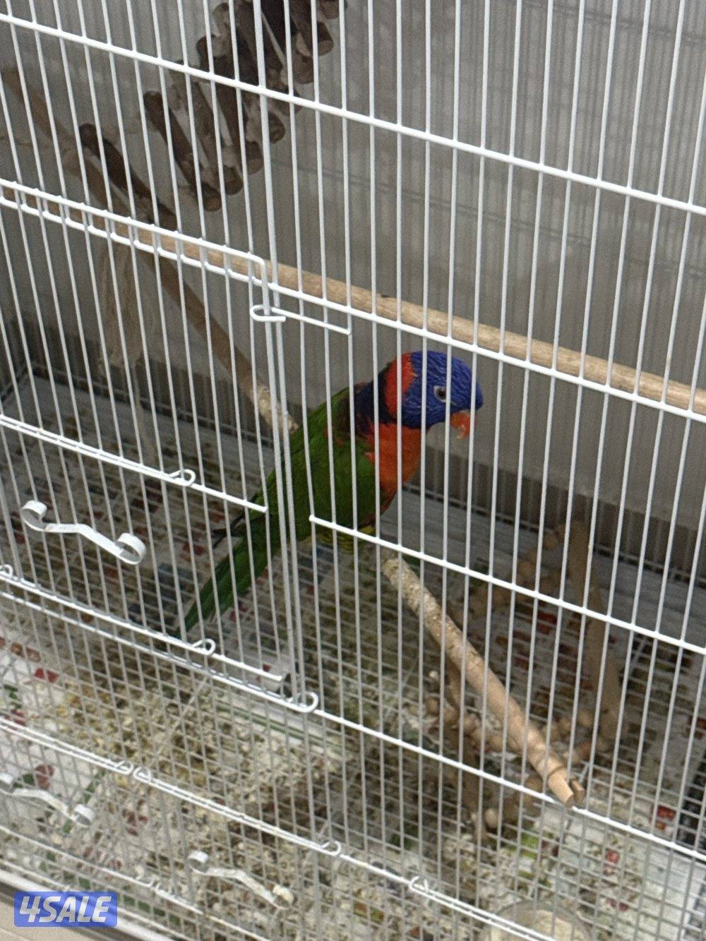 طير رينبو لوري2