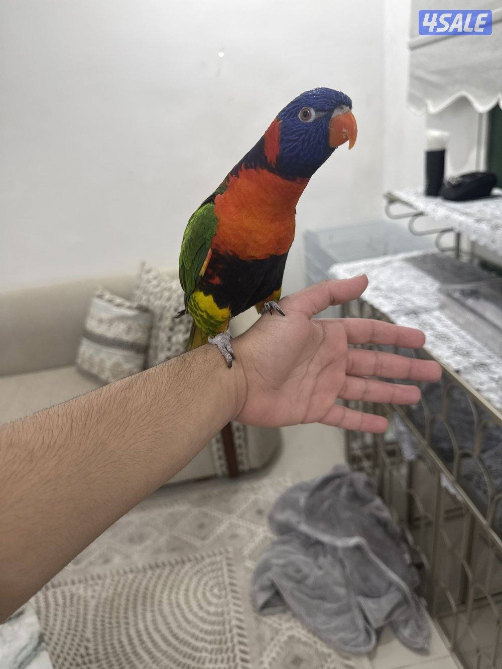 طير رينبو لوري3