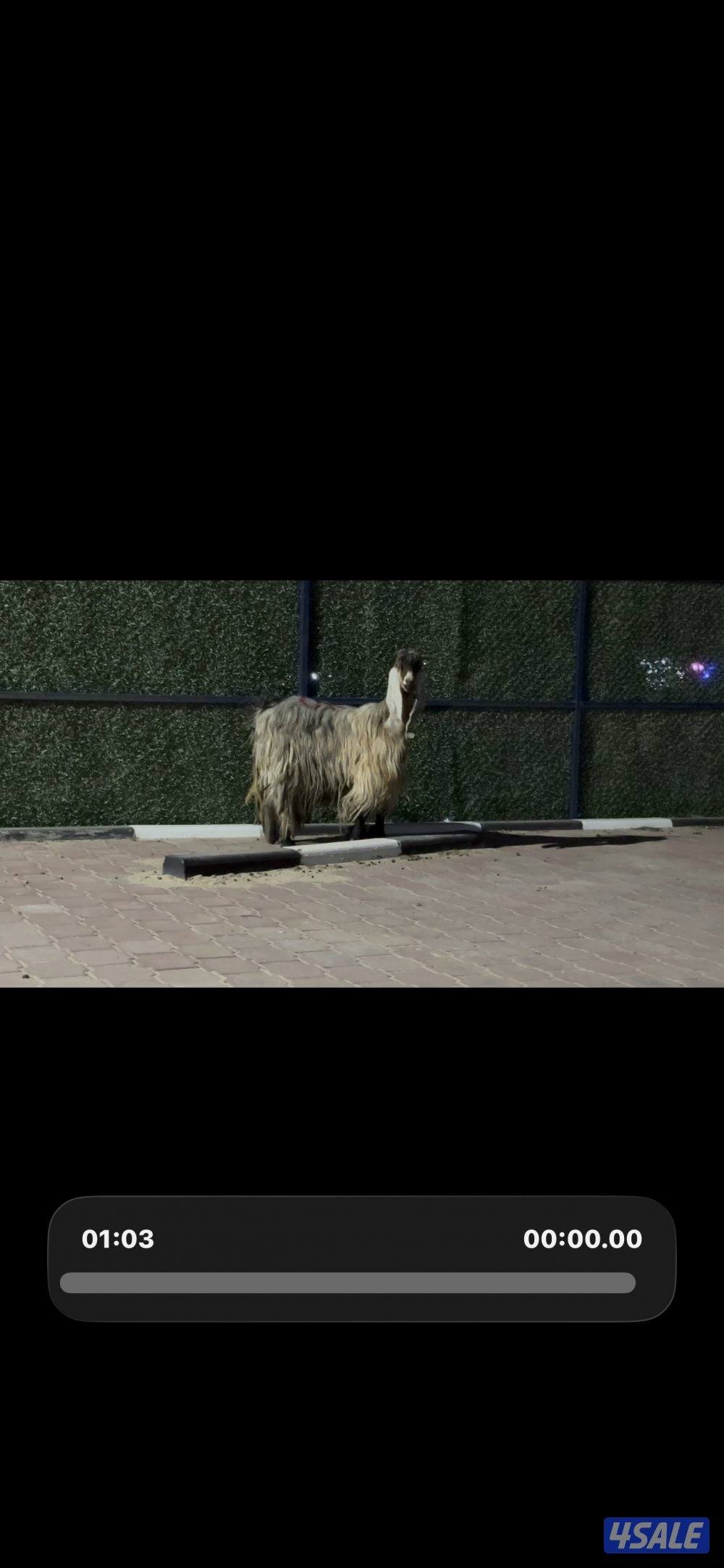 عارضيه كريميه خصم شرط سونار توم0