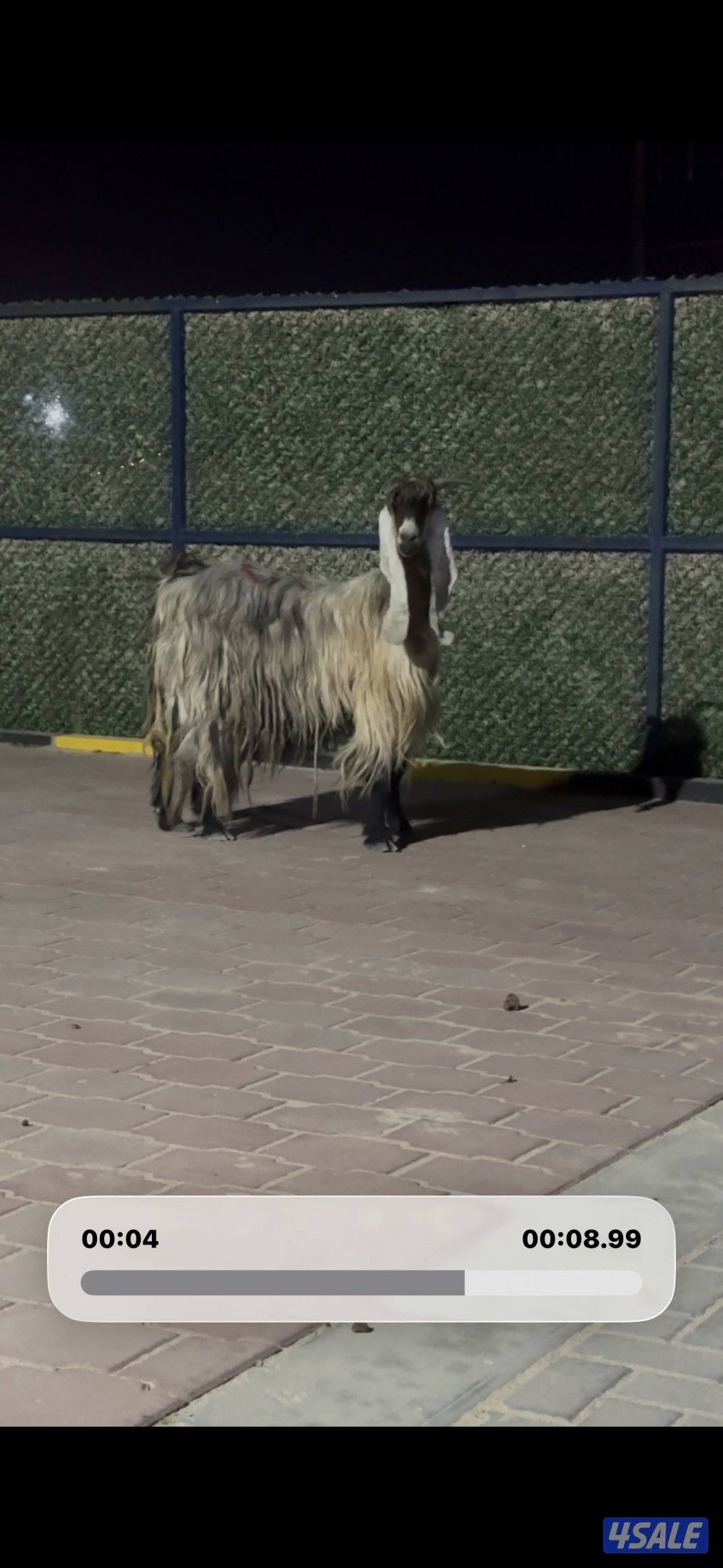 عارضيه كريميه خصم شرط سونار توم2