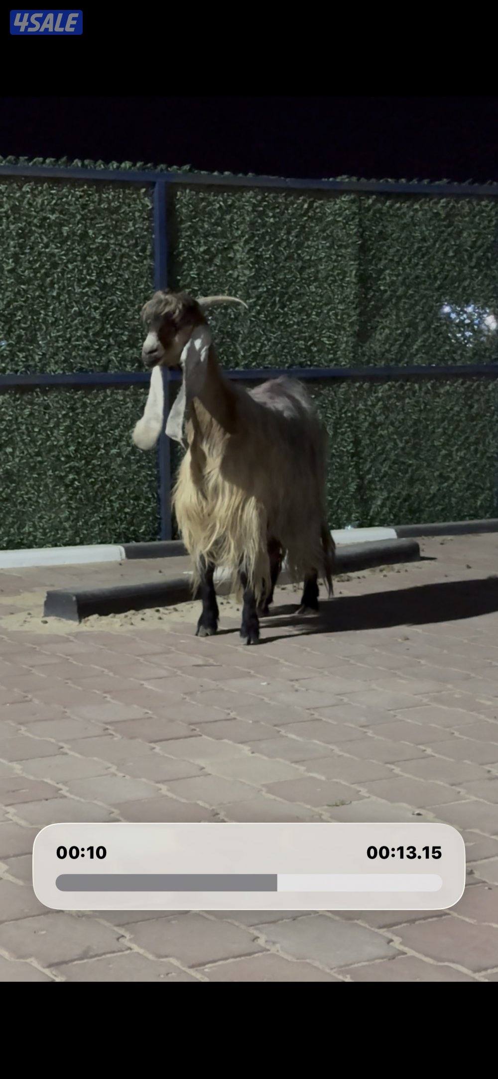 عارضيه كريميه خصم شرط سونار توم3