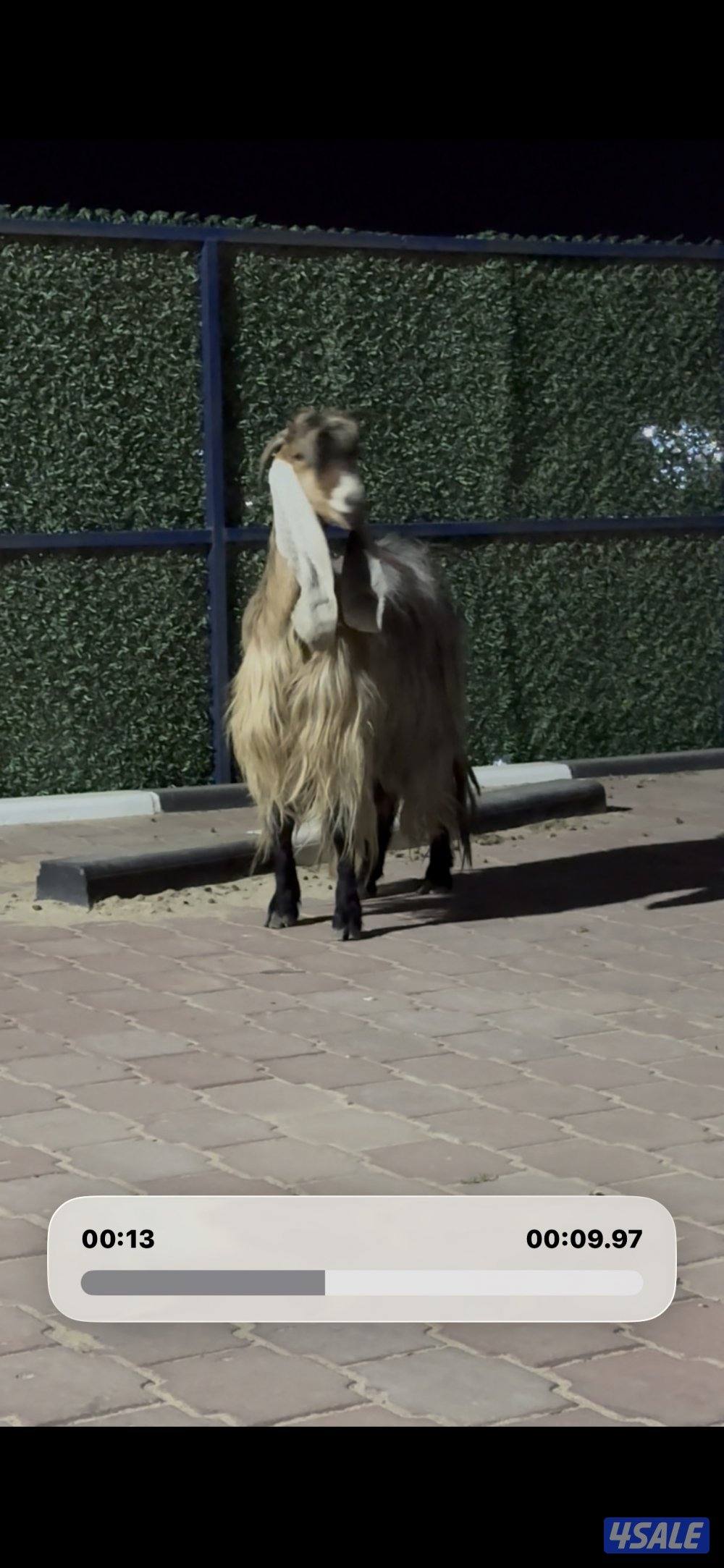 عارضيه كريميه خصم شرط سونار توم4