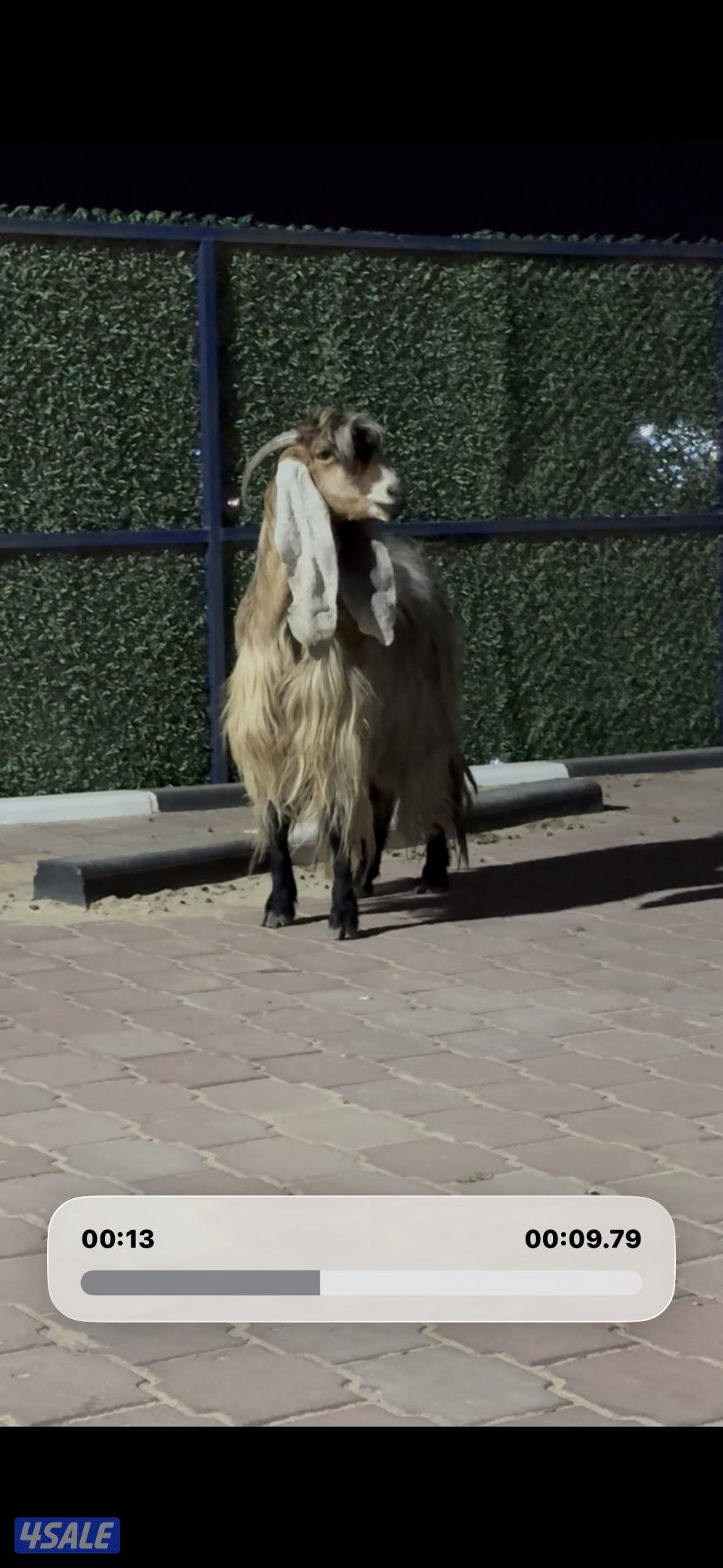 عارضيه كريميه خصم شرط سونار توم5