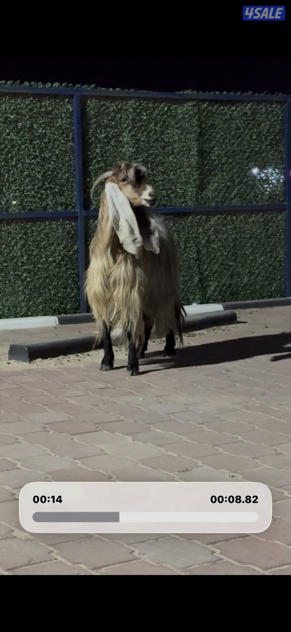 عارضيه كريميه خصم شرط سونار توم6