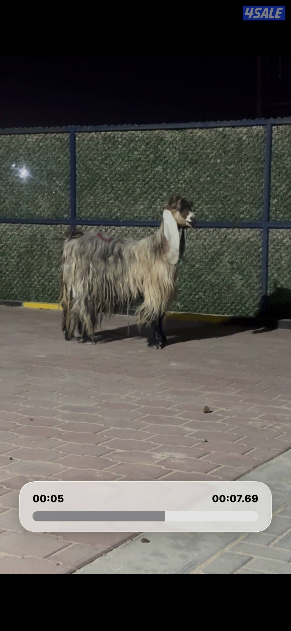 عارضيه كريميه خصم شرط سونار توم7