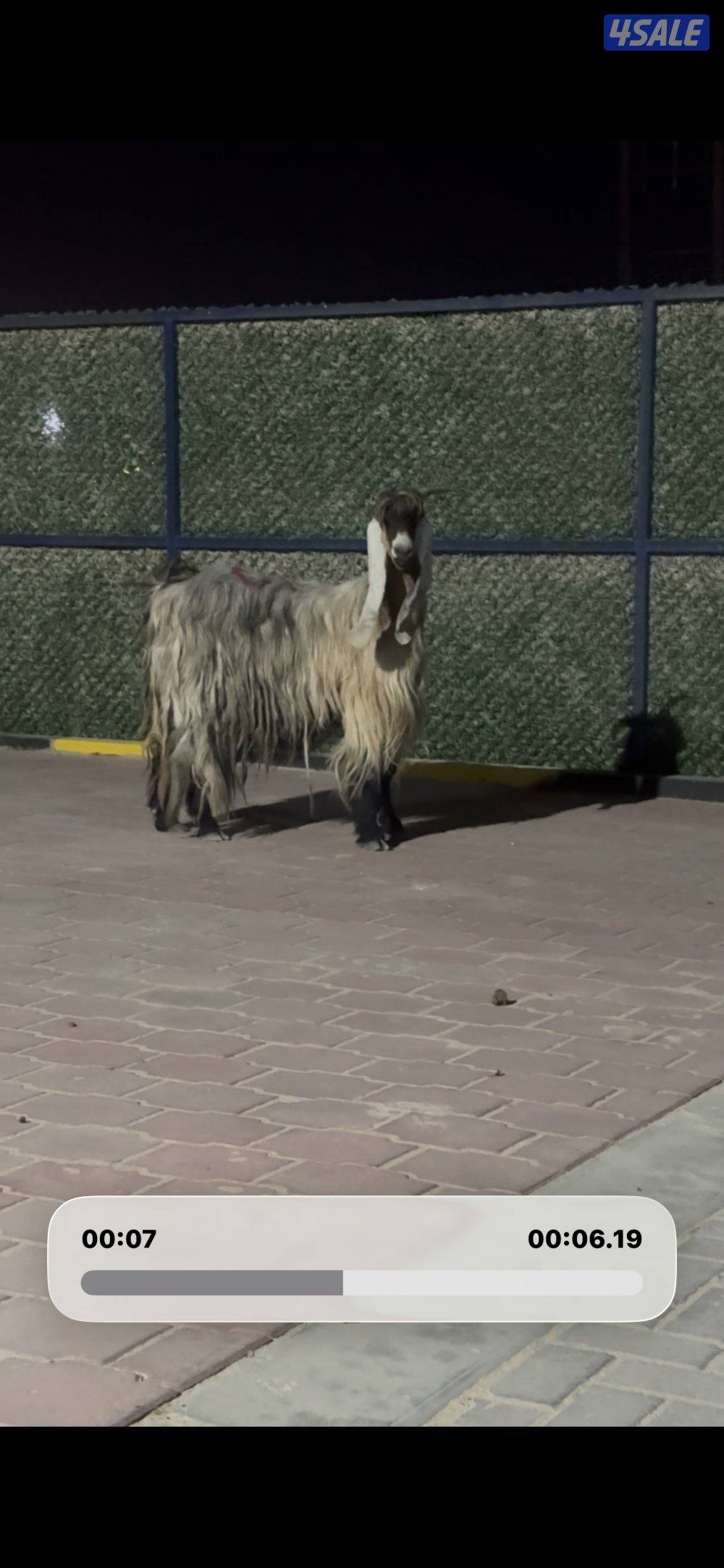 عارضيه كريميه خصم شرط سونار توم8