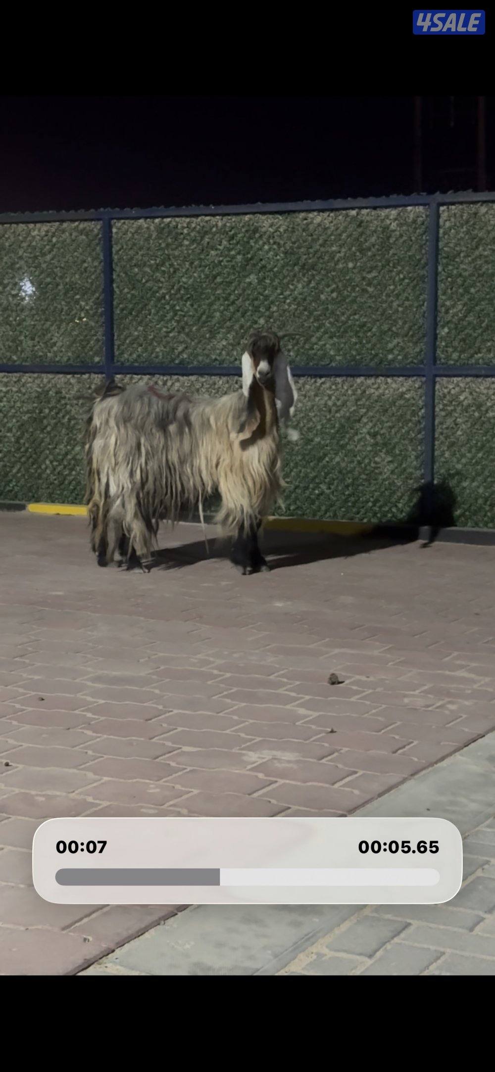 عارضيه كريميه خصم شرط سونار توم9