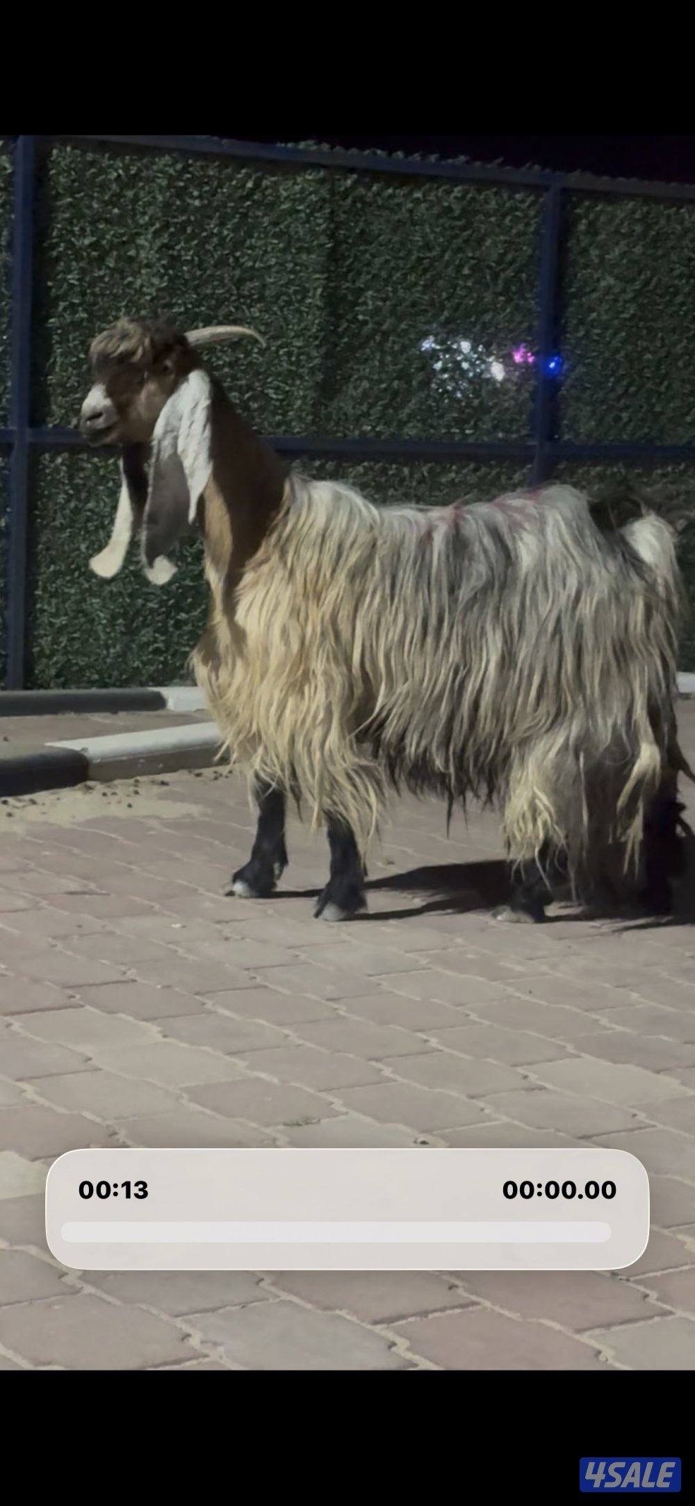 عارضيه كريميه خصم شرط سونار توم10