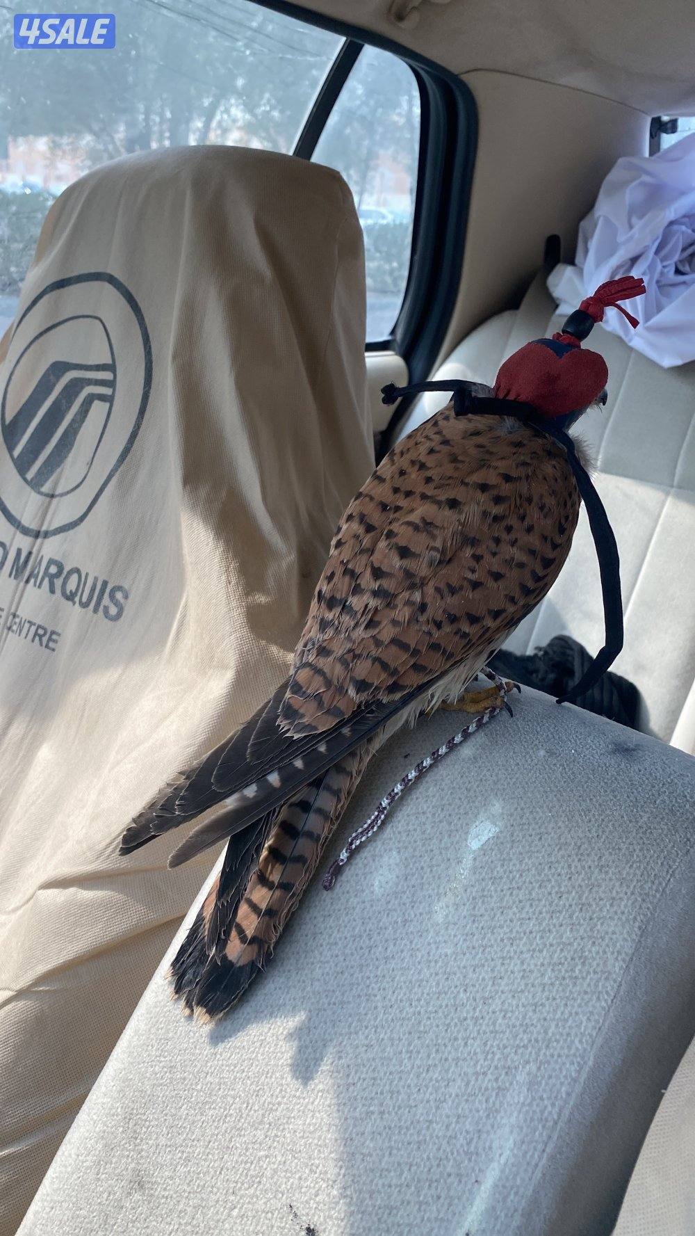 للبيع طير مدرب0