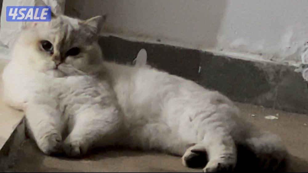 قط سكوتش ستريت لونق هير عمره سنه وشهر مواليد2025-20