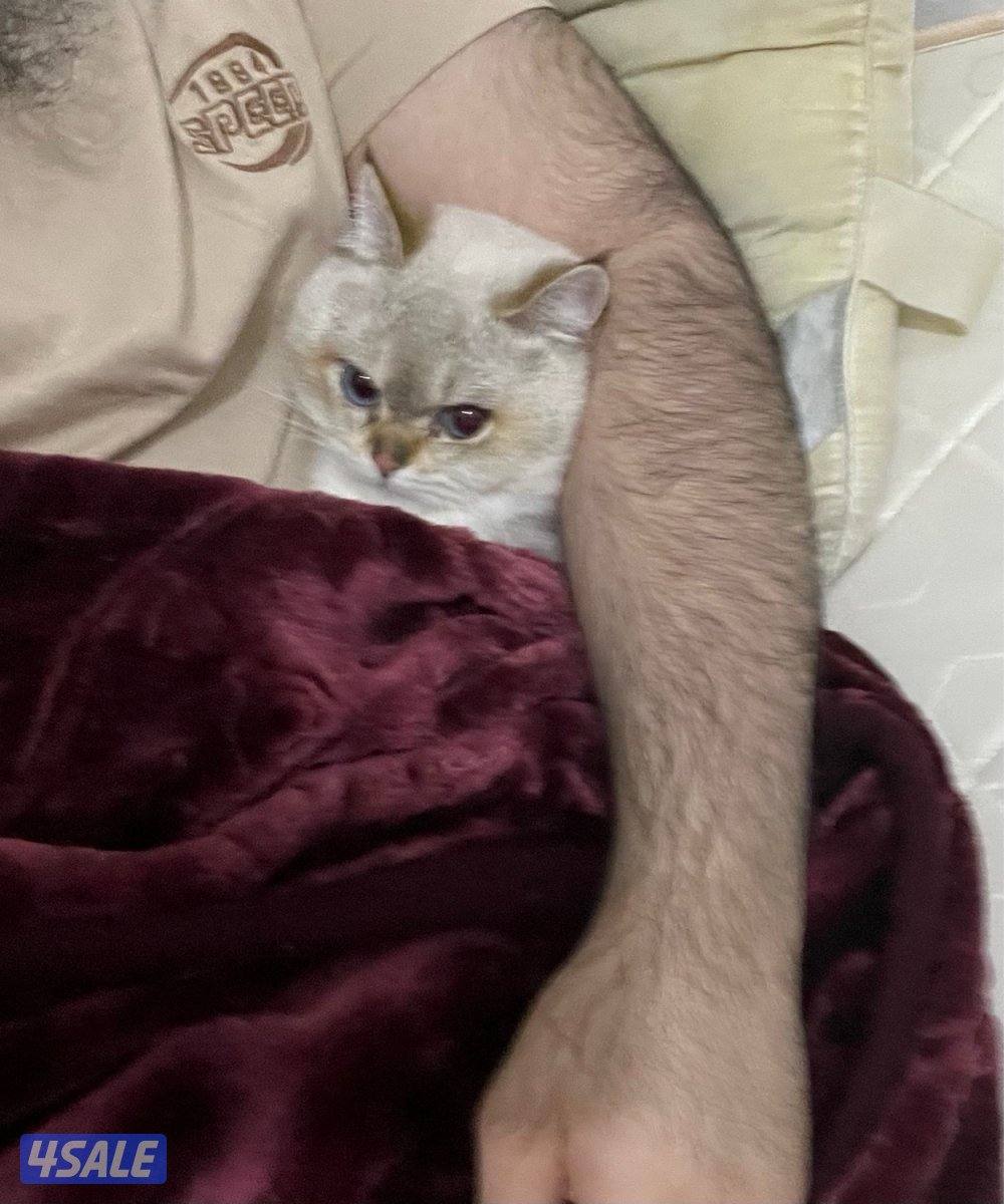 قط سكوتش ستريت لونق هير عمره سنه وشهر مواليد2025-22