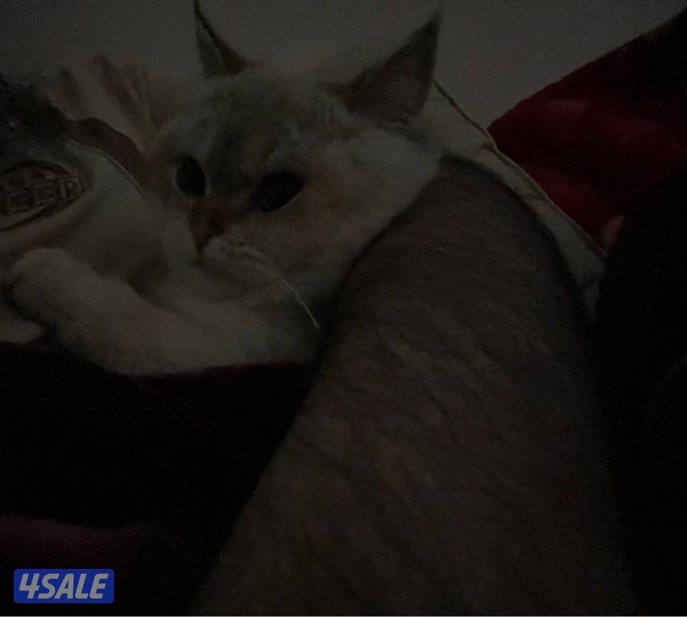 قط سكوتش ستريت لونق هير عمره سنه وشهر مواليد2025-21