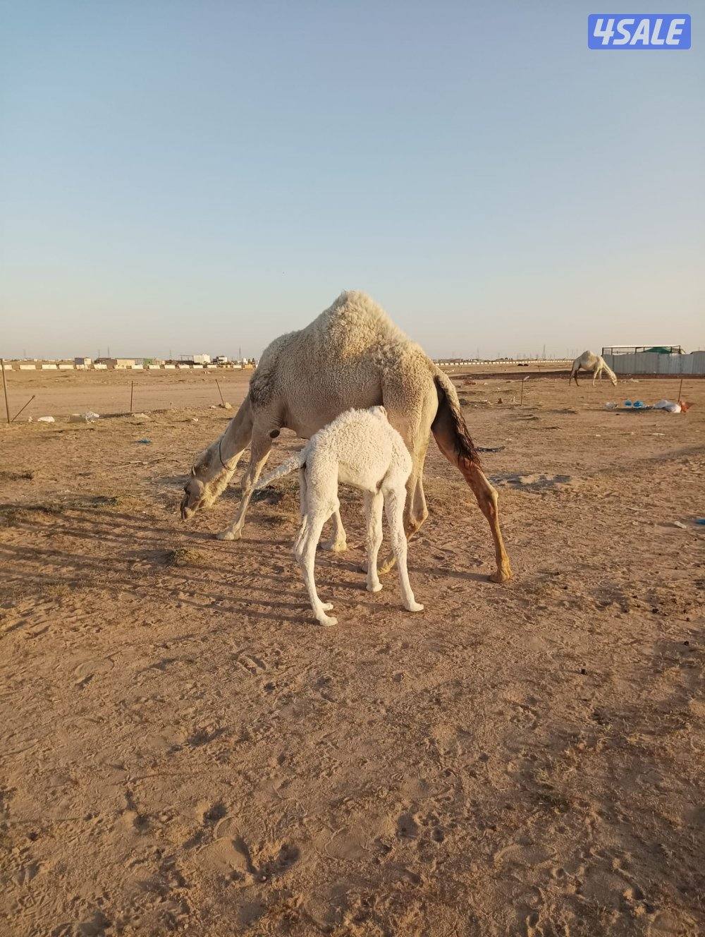 للبيع خلفتين وضح1