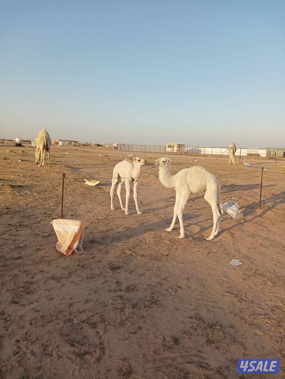 للبيع خلفتين وضح2