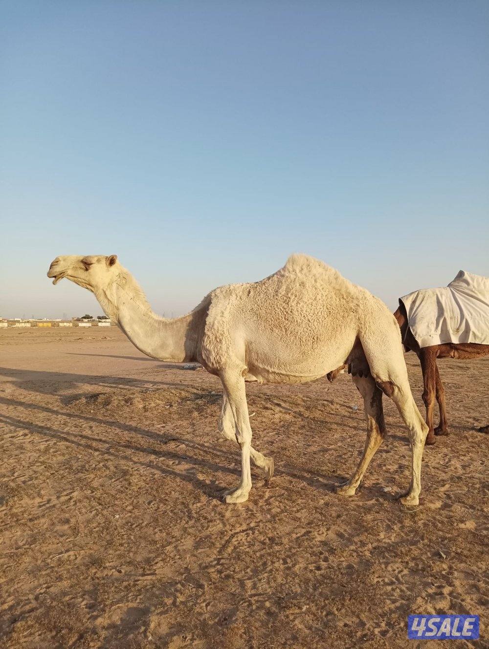 للبيع خلفتين وضح3