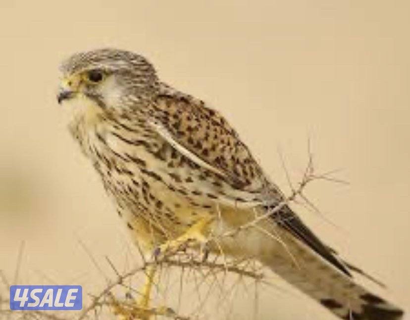 طيور للبيع صيد اليوم0