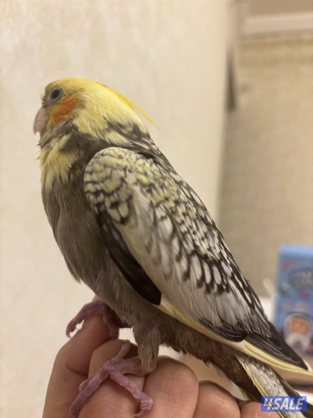 مبارك الكبير قطعه٣ شارع ٨منزل ٢٠0