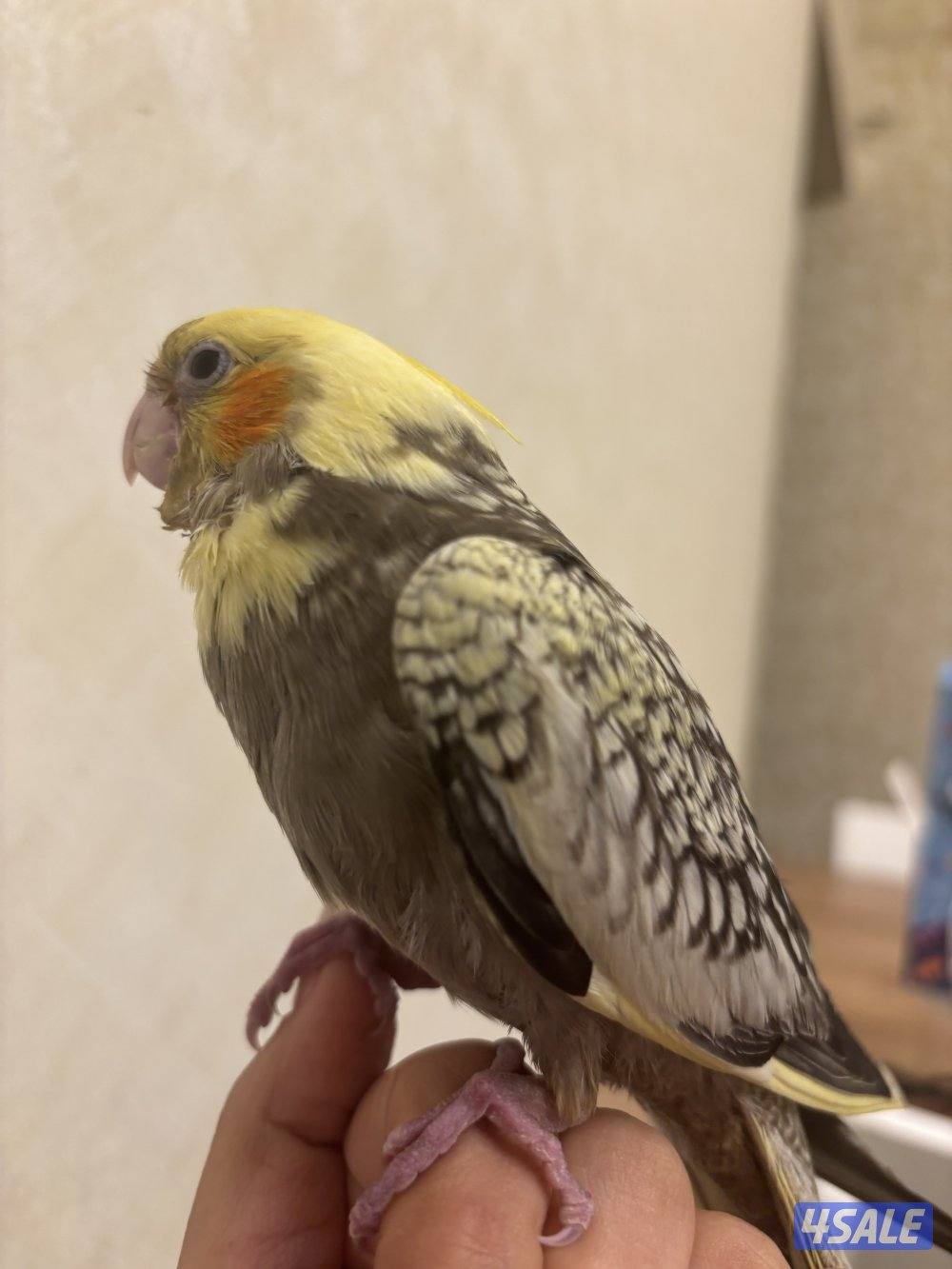 مبارك الكبير قطعه٣ شارع ٨منزل ٢٠1