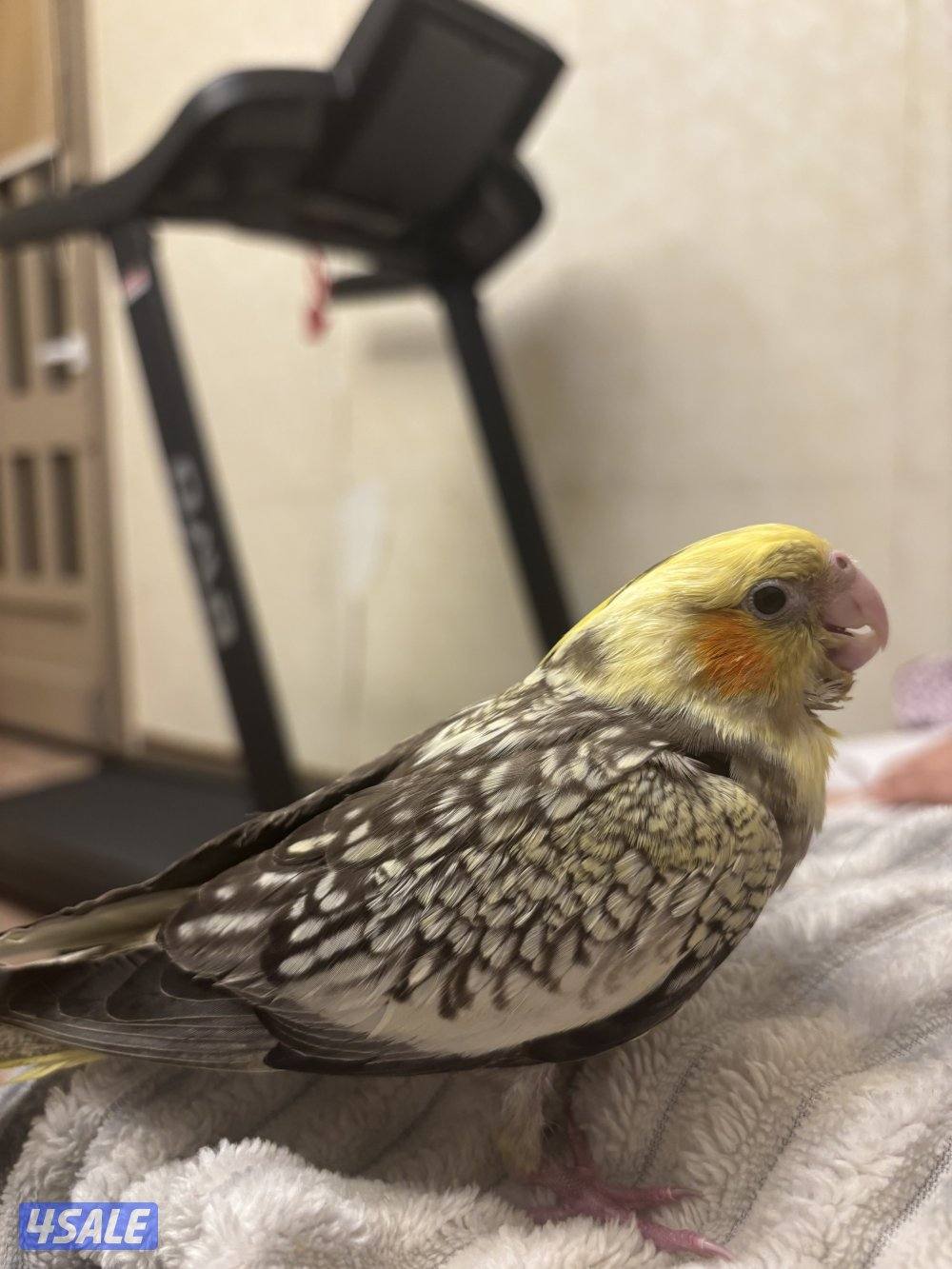 مبارك الكبير قطعه٣ شارع ٨منزل ٢٠2