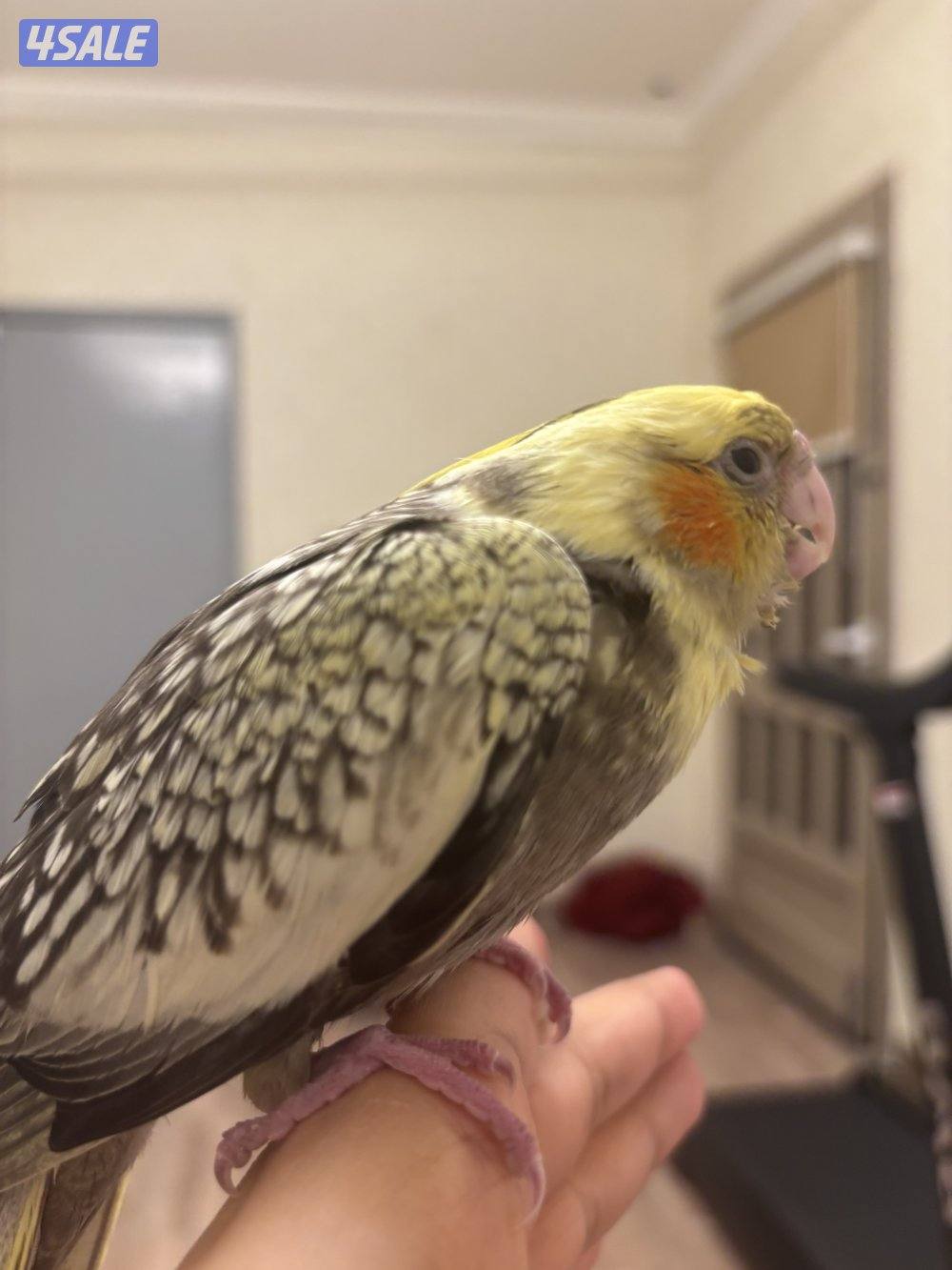 مبارك الكبير قطعه٣ شارع ٨منزل ٢٠3