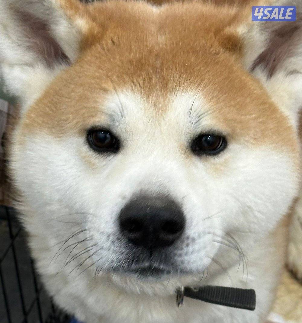 Akita inu for sale good health اليبي فيديو يدلي مادري ليش مو طالع الفي0